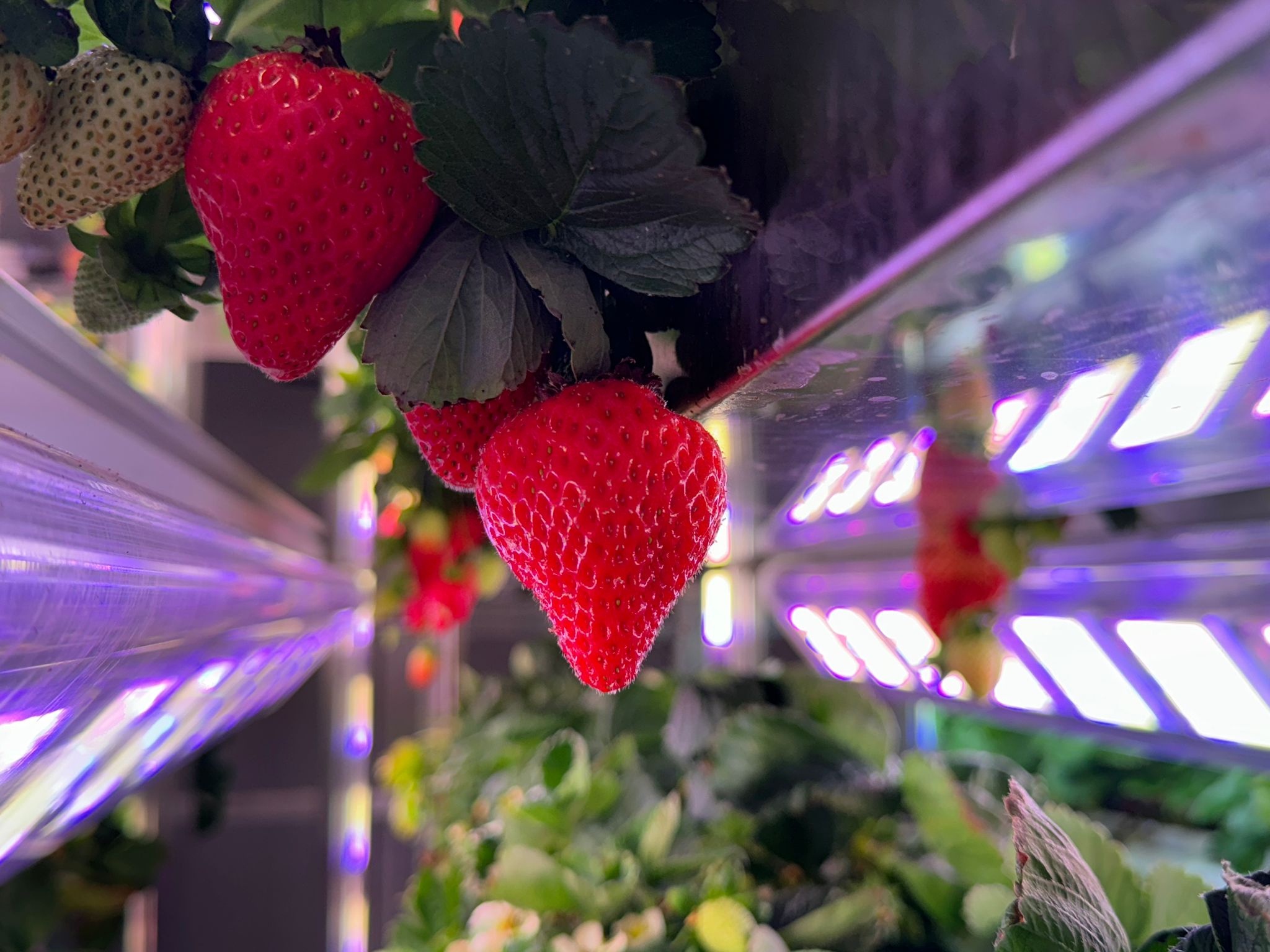 PHOTO 2024 05 29 15 38 59 4